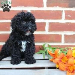 Colby/Miniature Poodle									Puppy/Male	/8 Weeks,Are you seeking a jet black Mini Poodle who is curly and cute? This little angel is up to date on shots and dewormer and vet checked! The breeder is making sure Colby is family raised and well socialized before he leaves. If you are seeking a goofy, playful, and smart little Poodle contact Steven today! 