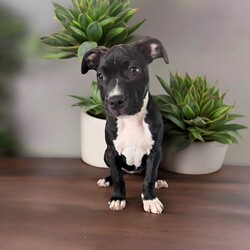 London/American Staffordshire Terrier/Female/Baby