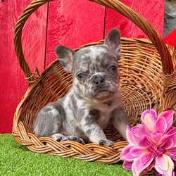 Tammy/French Bulldog									Puppy/Female	/9 Weeks, Tammy is a gorgeous little Lilac tan Merle Akc registered frenchy puppy! Up to date with all shots and dewormings will come with a health guarantee! Family raised and well socialized! Ground delivery is available right to your door! Contact us today to get your new family member!