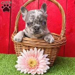 Tammy/French Bulldog									Puppy/Female	/9 Weeks, Tammy is a gorgeous little Lilac tan Merle Akc registered frenchy puppy! Up to date with all shots and dewormings will come with a health guarantee! Family raised and well socialized! Ground delivery is available right to your door! Contact us today to get your new family member!