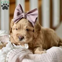 Nala/Mini Goldendoodle									Puppy/Female	/5 Weeks,Say Hello to our lil princess..She’s just the perfect blend of sweet and sassy! She will be around 20lbs full grown!! Mama and Daddy are both Genetically Health tested!! She will be started on crate and litter box training..