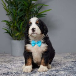 Jackson/Mini Bernedoodle									Puppy/Male	/6 Weeks,Meet Jackson, a sweet Mini Bernedoodle ready to bring joy to his new family! Raised with love and care, Jackson is great with kids and has a gentle, playful nature. He’s been vet checked, microchipped, and is up to date on all his vaccines and dewormer, ensuring he’s healthy and ready to join his forever home. Jackson’s friendly personality and loving nature make him the perfect companion for any family. Don’t miss the chance to welcome this adorable little guy into your life and create lasting memories together! Jackson is eagerly waiting to meet you.