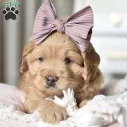 Nala/Mini Goldendoodle									Puppy/Female	/5 Weeks,Say Hello to our lil princess..She’s just the perfect blend of sweet and sassy! She will be around 20lbs full grown!! Mama and Daddy are both Genetically Health tested!! She will be started on crate and litter box training..