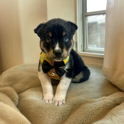 Adopt a dog:Cabernet/Siberian Husky/Male/Baby,THE FOLLOWING PET IS FOSTERED IN COLORADO BUT AVAILABLE FOR TRANSPORT!!! Details below...

Meet Cabernet, an adorable husky mix puppy born on April 28, 2024. Cabernet and his four siblings came to us as bottle babies, surrendered by their owner after an unexpected pregnancy. Despite a rough start—arriving extremely malnourished and having lost four other siblings—Cabernet has blossomed into the sweetest little pup. He loves to play and snuggle, always ready for an adventure or a cozy nap in your lap. Cabernet is seeking a loving family that will shower him with attention and patience as he learns and grows. Currently residing in a foster home in Colorado, he can't wait to find his forever home where he can thrive and bring joy to his new family.

OUR DOGS ARE FOSTERED IN TEXAS OR COLORADO BUT AVAILABLE FOR ADOPTION AND TRANSPORT OUT OF STATE. Read below for more information.

All of our dogs are located in a foster home in Texas or Colorado. Our dogs are transported to a predetermined location agreed upon by the rescue. The adoption contract and fee are finalized prior to transport. As a Mutts N Such direct adoption, the adoption interview/meet and greet occurs on video call (Skype, FB Messenger call, Facetime, etc.).

Our out of state adoption fee is $350 plus transport (varies by location). This fee includes all current vaccinations, deworming, a registered microchip, fecal analysis, spay/neuter for pets 6 months & older, and a heartworm test if over 6 months old. All dogs will be current on flea/heartworm prevention. A health exam will be completed and a certificate issued by a veterinarian within 10 days. If you are interested in adopting, please complete our application:

https://petstablished.com/adoption_form/57167/generic

Note: MNS reserves the right to deny any application that is deemed unsuitable for the animal. Please be aware that our animal adoptions are NOT on a first come- first serve basis. Our sole purpose is to find the best possible home for the animals that fall under our care.