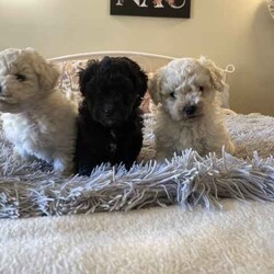 Bichoodle pups bishon x toy poodle fluffy and cute /Poodle (Miniature)/Male/Younger Than Six Months,Bichoodle pups white cream male and black female will come first vaccination and microchip adorable pups non shedding wormed every 2 weeks,mum is bishon and dad is grey silver toy poodle ph ******0818 for more info located in Hervey Bay REVEAL_DETAILS 