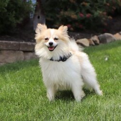 Jasper/Pomeranian									Puppy/Male	/8 Weeks,Jasper’s cute little face is what dreams are made of! He is a darling pomeranian puppy with expressive eyes are just begging you to hold him and love on him. He is a super smart little boy with boundless happy energy, always ready for the next adventure! Though small, he is mighty at heart with his “big dog” personality. He would love going everywhere with you…running errands, beach vacations, or just exploring the backyard. He has been loved and doted on thus far in his life, giving him a great start and helping him be more comfortable in the world around him. He is Microchipped and we keep him current on vaccines and dewormer and he had his first puppy vet exam done. We also include a 1 year genetic and 30 day general health Guarantee. Mama is a super sweet Pomeranian named Cappucino weighing in at a darling 7 lbs. Dad is a handsome Pomeranian named Casey weighing in at 6 lbs. If you want to schedule a visit with this little one or have any questions, you can text or call me -Eddie Burkholder