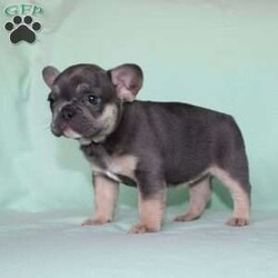 Whisper/French Bulldog									Puppy/Female	/7 Weeks,Say hello to this adorable little French Bulldog puppy who comes up to date on shots and dewormer, and is family raised and vet checked! We prioritize early socialization to ensure our puppies can transition smoothly to your home! The mother Shadow is a very sweet girl and an awesome mother… If you are seeking a friendly, happy, and smart puppy with a clown-like personality contact us today!