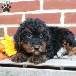 Buddy/Miniature Poodle									Puppy/Male	/10 Weeks,Look at my handsome black and tan fur! Aren’t I just the cutest little puppy you have ever seen? 