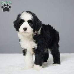 Bandit/Mini Sheepadoodle									Puppy/Male	/7 Weeks,Meet Bandit – he is an absolute pleasure to have around. Sweet and cuddly, with an added touch of playful antics, he will warm your heart. Bandit is very well socialized with children and loves people. Soft and fluffy, puppy kisses abound. He is vet checked, microchipped, and up to date on vaccines and dewormers. Safe, prompt delivery from our arms to yours. Please call today to reserve your bundle of joy!