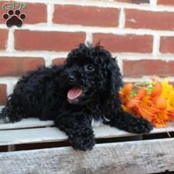 Colby/Miniature Poodle									Puppy/Male	/8 Weeks,Are you seeking a jet black Mini Poodle who is curly and cute? This little angel is up to date on shots and dewormer and vet checked! The breeder is making sure Colby is family raised and well socialized before he leaves. If you are seeking a goofy, playful, and smart little Poodle contact Steven today! 