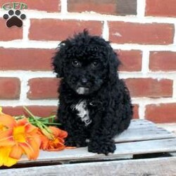 Colby/Miniature Poodle									Puppy/Male	/8 Weeks,Are you seeking a jet black Mini Poodle who is curly and cute? This little angel is up to date on shots and dewormer and vet checked! The breeder is making sure Colby is family raised and well socialized before he leaves. If you are seeking a goofy, playful, and smart little Poodle contact Steven today! 