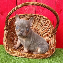 Damon/French Bulldog									Puppy/Male	/13 Weeks,Damon is a handsome little Lilac tan Akc registered frenchy puppy! Great quality! Listed at pet price contact us for price with full rights! Up to date with all shots and dewormings will come with a health guarantee! Family raised and well socialized! Ground delivery is available right to your door! Contact us today to get your new family member!