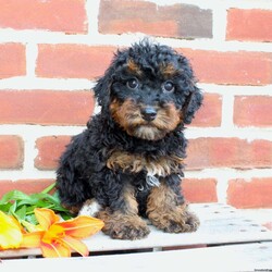 Buddy/Miniature Poodle									Puppy/Male	/10 Weeks,Look at my handsome black and tan fur! Aren’t I just the cutest little puppy you have ever seen? 