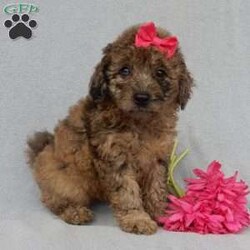 Sadie/Mini Goldendoodle									Puppy/Female	/9 Weeks,Prepare to fall in love !!! My name is Sadie and I’m the sweetest little F1b mini goldendoodle looking for my furever home! One look into my warm, loving eyes and at my silky soft coat and I’ll be sure to have captured your heart already! I’m very happy, playful and very kid friendly and I would love to fill your home with all my puppy love!! I am full of personality, and I give amazing puppy kisses! I stand out way above the rest with my unique one of a kind blue merle colored coat and I have 1 blue eye !! I will come to you vet checked, microchipped and up to date on all vaccinations and dewormings . I come with a 1-year guarantee with the option of extending it to a 3-year guarantee and shipping is available! My mother is Sandy, our 35#mini goldendoodle with a heart of gold and my father is Nimbo, our handsome 13#chocolate merle mini poodle and he has been genetically tested clear! Both of my parents are very sweet and kid friendly which will make me the same and they are available to meet!! I will grow to approx 20-23# and I will be hypoallergenic and nonshedding! Why wait when you know I’m the one for you? Call or text Martha to make me the newest addition to your family and get ready to spend a lifetime of tail wagging fun with me! (7% sales tax on in home pickups)