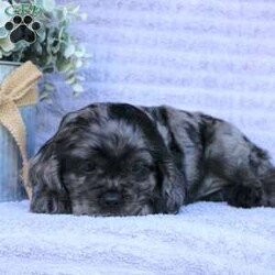 Beauty/Cocker Spaniel									Puppy/Female	/May 2nd, 2024,Are you looking for a charming Cocker Spaniel puppy with a gorgeous soft coat and gentle eyes? You must meet our beautiful puppies! Each puppy in this litter comes up to date on shots and dewormer and is vet checked. Our puppies are family raised and socialized with children and other dogs. If you are seeking a friendly, intelligent, and loving puppy contact us today! 