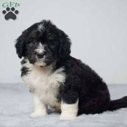 Joe/Mini Bernedoodle									Puppy/Male	/6 Weeks,AKC registered / Genetically tested Parents – Happy and healthy – F1 Mini Bernedoodle – Up to date on and deworming – Microchipped – 6 month health/1 year genetic guarantees(1yr/2yr if you remain on recommended food)- Full vet examination Call/text/email to schedule a time to come out and visit. We can ship to you, or can meet you at our airport. We can also meet in between if a reasonable distance.