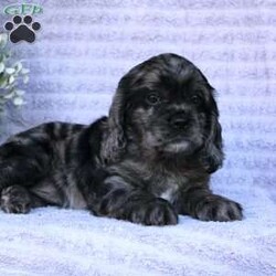 Beauty/Cocker Spaniel									Puppy/Female	/May 2nd, 2024,Are you looking for a charming Cocker Spaniel puppy with a gorgeous soft coat and gentle eyes? You must meet our beautiful puppies! Each puppy in this litter comes up to date on shots and dewormer and is vet checked. Our puppies are family raised and socialized with children and other dogs. If you are seeking a friendly, intelligent, and loving puppy contact us today! 