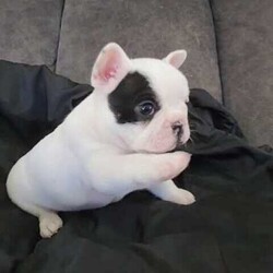 ANKC French Bulldog Puppy/French Bulldog/Male/Younger Than Six Months,We have available a beautiful Chunky Pied Boy to the best of homes.This little bundle of joy is playful, affectionate, and full of personality.Raised in a loving home environment, they’re well-socialized and ready to become part of your family.He will be ready on the 29th of June 2024 at 8 weeks of age.Quality Bred, both parents are of Champion Lineage from European & Uk Bloodlines.All relative heath testDNA Ex ray's Trachea scoring, andRFG assessments have been done within our breeding program.He comes with a Sales contractFully vet checked vaccinated wormed6 weeks complimentary InsuranceExtensive information package.and Breeder support.Don’t miss out on this adorable French Bulldog puppy, They bring so much love and laughter to your home. 