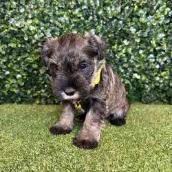 Adopt a dog:1 x Purebred Mini Schnauzer (Free Delivery to Sydney)/Schnauzer (Miniature)/Female/Younger Than Six Months,1 x beautiful FEMALE purebred Mini Schnauzer puppy available to a loving home. Available from the 3rd July and we can deliver them to Sydney on this date and again on the 15th August.Puppies come :- With first round of vaccinations & microchip- Vet check report- 6 weeks free pet insurance- Not desexed- Wormed every 2 weeksThe puppies have been raised indoors and outdoors, and around children and other puppies. Puppies will be low to non shedding and similar in size to a mini cavoodle/spoodle.The father is a purebred salt & pepper mini schnauzer who weighs 9kg, the mother an 9.5kg salt & pepper Mini Schnauzer. We own both parents and i can send photos of parents on request.Once our puppies leave, we:- Would love to see updates!- Offer a rehoming policy- Offer a 12 month health guarantee- Have a Facebook page you can stay in touch or see other puppies we have bred- Offer support and are free to talk at any time throughout your puppies lifeWe are located in Nyngan NSW, can get to Dubbo at any stage. Road transport is usually organised from Dubbo. There will be free transport to Sydney with one of our staff members, with a chosen meeting location and time. Happy to arrange other freight at buyers expenseFull members of AAPDB: 16947BIN: B000738270We have a website & Facebook page Country Canine Co. Please look on our Facebook group Country Canine Co. Families for photos of the previous litter as adults.
