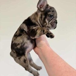 Certified Pedigree French Bulldog Puppy RRP$5000/French Bulldog/Both/Younger Than Six Months,Visit Bennetts Breeding Instagram or Facebook For More Photos & Videos!