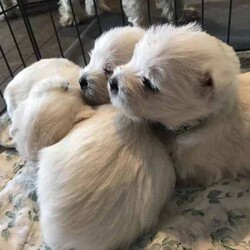 Purebred Westie Puppies /West Highland White Terrier/Both/Younger Than Six Months,I have 2 girls and a boy born 23rd May. They will be vet checked, vaccinated and microchipped. They are wormed every 2 weeks. They come with a care parcel including a toy smelling like mum, some food, collar, health check records and will be semi toilet trained. A fact sheet and ongoing support is provided. The puppies are brought up in the family home with their mum and great grandfather and are socialised in a variety of places. I pretty much don’t leave home without a puppy under my arm so they are familiar with a variety of situations. Transport can be arranged at owners expense. 