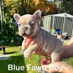 French Bulldogs - Hunter Valley/French Bulldog/Male/Younger Than Six Months,Hunter Valley Based Family with proven litters and references that can be provided.*** Milo Sold****** Koda Sold****** Honey Sold**** REVEAL_DETAILS *** Buddy Sold***** Pearl sold ***MDBA RegisteredAll Dogs supplied with Pet PaperworkWormed, Microchipped and VaccinatedPuppy Food suppliedDetails of each pet listed on photoCan assist with transport (references available from people we have assisted with before )Pups will be ready to go from 22/06/2024** Please contact via phone as we will not respond to messages or text**Chris - ******4352 REVEAL_DETAILS Melissa ******1073 REVEAL_DETAILS 