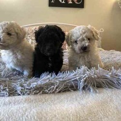 Bichoodle pups bishon x toy poodle fluffy and cute /Poodle (Miniature)/Male/Younger Than Six Months,Bichoodle pups white cream male and black female will come first vaccination and microchip adorable pups non shedding wormed every 2 weeks,mum is bishon and dad is grey silver toy poodle ph ******0818 for more info located in Hervey Bay REVEAL_DETAILS 