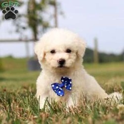 Sarge/Bichon Frise									Puppy/Male	/8 Weeks,Introducing Sarge, an irresistibly adorable ACA Bichon puppy looking for his forever home! With fluffy fur and eyes that sparkle with curiosity, this little guy is ready to fill your home with joy. He has a heart full of love and a playful spirit that will fill your home with laughter. Whether cuddled up on the couch or exploring the great outdoors he is ready to bring endless joy and companionship to the lucky family that opens their hearts to his boundless affection. His playful demeanor makes him a wonderful companion for both individuals and families alike. Plus his fluffy coat is hypoallergenic, making him perfect for those with sensitivities. The momma is named Cloe she weighs around 13lbs. She has a heart of gold and is the best momma to the puppies. Dad is handsome boy named Cody. He has a goofy personality and keeps us all entertained, Cody weighs 10lbs.  All of our pups are up to date on all vaccines and dewormer, are microchipped, and come with our two year genetic health guarantee, they have received a full, nose to tail exam from our vet. This ensures you are receiving a healthy and extremely lovable baby. If you have any more questions or would like to schedule a visit with the babies you can call or text me anytime Monday-Saturday thanks! Christ and Joanna Troyer 