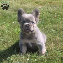 George/French Bulldog									Puppy/Male	/8 Weeks,Hey There, My name is George! I am a very cute Lilac colored male AKC Fluffy French Bulldog puppy! I was born on May 3rd, 2024. I am such a sweet little boy! I am looking for my new family, could that be with you? If you choose me I will come home to you vet checked, microchipped, AKC Registered and I will also come with a health guarantee. Both of my parents have also been DNA Tested. If you think that I would make the perfect little addition to your family, then please call or text to find out more information about me! I am located in Fresno, Ohio! 