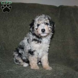 Sarah/Mini Aussiedoodle									Puppy/Female	/7 Weeks,Loving eyes, colorful coats, and wagging tails! This Mini Aussiedoodle puppy is one of the most amazing companions you could find! Each puppy comes up to date on shots and dewormer and is vet checked! We offer a 1 Year Genetic Health Guarantee as well! If you are seeking a healthy pup who is from genetically tested parents contact us today!