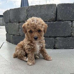 Cooper/Toy Poodle									Puppy/Male	/7 Weeks,Hi I am cooperthe cutest little toy poodle, my white  markings make me so absolutely cute, I am a laid back guy. I love playing and cuddling with the miller kids. My mom is the family pet she is an akc 10# toy poodle and dad is a red akc 10# toy poodle. My parents have been genetic tested to ensure you are getting a healthy puppy for years to love. I am up to date on all vaccinations and deworming and come with a 12 month genetic health guarantee. I also come with a sample bag of dog food, a toy, and a litter mate scent blanket. Please contact the millers for more info 