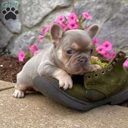 Kalli/French Bulldog									Puppy/Female	/9 Weeks,Kalli is a super cute little lilac tan Akc registered frenchy puppy! Great quality! Listed at pet price contact us for price with full rights! Up to date with all shots and dewormings will come with a health guarantee! Family raised and well socialized! Ground delivery is available right to your door! Contact us today to get your new family member!