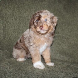 Tiara/Mini Aussiedoodle									Puppy/Female	/9 Weeks,Do you need a lovable puppy who will steal the hearts of all who see her? This Mini Aussiedoodle puppy is every bit as beautiful as she is sweet! Each puppy comes up to date on shots and dewormer and is vet checked! We offer a 1 Year Genetic Health Guarantee as well! If you are seeking a healthy pup who is from genetically tested parents contact us today!