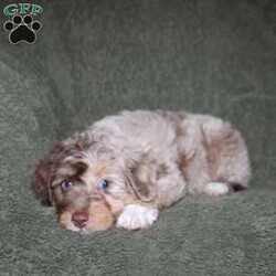 Tiara/Mini Aussiedoodle									Puppy/Female	/9 Weeks,Do you need a lovable puppy who will steal the hearts of all who see her? This Mini Aussiedoodle puppy is every bit as beautiful as she is sweet! Each puppy comes up to date on shots and dewormer and is vet checked! We offer a 1 Year Genetic Health Guarantee as well! If you are seeking a healthy pup who is from genetically tested parents contact us today!