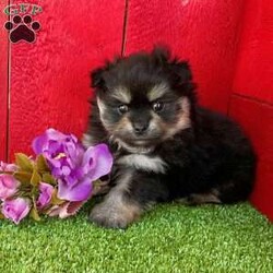 Grace/Pomeranian									Puppy/Female	/8 Weeks,  Grace is a perfect little Black and Tan purebred Akc registered Pomeranian puppy! Great quality teddy bear face and thick coat! Family raised and well socialized! Up to date with all shots and dewormings! Comes with a health guarantee! Has been microchipped! Delivery available! Contact us today to get your new family member!