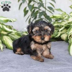 Willy/Yorkie									Puppy/Male	/6 Weeks,Are you looking for a tiny little puppy to tote around and snuggle? You need a Yorkie Puppy! Willy is sassy and sweet! He loves attention and comes up to date on shots and dewormer. Each puppy is vet checked as well. Willy is a chubby little puppy who favors his mother and will be similar to her 7-8lb size as an adult! To learn more contact us today!