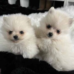 Doll Faced Teacup Sized Purebred Pomeranians /Pomeranian/Female/Younger Than Six Months,Hey everyone! We are excited to announce we have our Doll Faced Miniature Teacup Sized Purebred Pomeranians.These angels are bred with quality, perfectly healthy, very small sized and light weight parents ensuring that the puppies are guaranteed to grow up to be very tiny, small enough to fit in a handbag like their Mum. We anticipate their average weights to be between 1.5-2.5 kilograms as per previous litters in the past. Mum is only sitting at 2 kilograms where as dad is sitting at 3 kilograms as shown in photos.They were born on the 01st of May 2024 so that'll be the day to celebrate their little birthday 