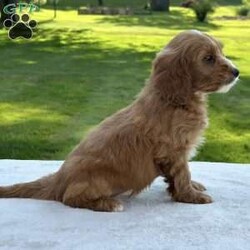 Bella/Mini Goldendoodle									Puppy/Female	/9 Weeks,Meet Bella … She is a F1B mini Goldendoodle girl . Her Mom is a F1 mini Goldendoodle that weighs around 35 lbs Her Dad is a mini poodle and weighs around 12 lbs Bella is expected to weigh around 25 lbs. She is a super good little girl that loves to play with you but will always be ready to snuggle up with you and take a nap . She is updated on her shots and wormer. She is also microchipped and has been vet checked. She is ready to leave for her forever home anytime . She can be reserved with a down payment via PayPal. Shipping is also available for an additional fee any questions please feel free to contact me anytime 