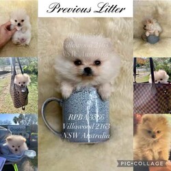 Doll Faced Teacup Sized Purebred Pomeranians /Pomeranian/Female/Younger Than Six Months,Hey everyone! We are excited to announce we have our Doll Faced Miniature Teacup Sized Purebred Pomeranians.These angels are bred with quality, perfectly healthy, very small sized and light weight parents ensuring that the puppies are guaranteed to grow up to be very tiny, small enough to fit in a handbag like their Mum. We anticipate their average weights to be between 1.5-2.5 kilograms as per previous litters in the past. Mum is only sitting at 2 kilograms where as dad is sitting at 3 kilograms as shown in photos.They were born on the 01st of May 2024 so that'll be the day to celebrate their little birthday 
