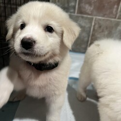 Adopt a dog:Simon (PA)/Great Pyrenees/Male/Baby,Handsome Simon is very sweet and easy going! His foster mom says he is very gentle and sweet but playful. He has the most stunning cream coat. He's a Great Pyr mix and we think he will be around 65lbs when he is fully grown.

Simon was born around mid-May and will be ready to go home mid-July!

He is being fostered in Fulshear TX but we can have him brought to PA on rescue transport (once adopted) which brings dogs up twice a month.

His adoption fee is $395 plus $30 for a health certificate and $220 for transport. He must be neutered when he is between 6-12 months old - Twilight Tails will give you a rebate of $100 once done.

Please complete the application on this link:
https://forms.gle/iCDkiVT5FwJYhezn8

Or email ular.sandra@gmail.com for an application.

Once your application is approved, we can arrange a FaceTime session for you to meet him.