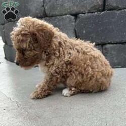 Cooper/Toy Poodle									Puppy/Male	/7 Weeks,Hi I am cooperthe cutest little toy poodle, my white  markings make me so absolutely cute, I am a laid back guy. I love playing and cuddling with the miller kids. My mom is the family pet she is an akc 10# toy poodle and dad is a red akc 10# toy poodle. My parents have been genetic tested to ensure you are getting a healthy puppy for years to love. I am up to date on all vaccinations and deworming and come with a 12 month genetic health guarantee. I also come with a sample bag of dog food, a toy, and a litter mate scent blanket. Please contact the millers for more info 