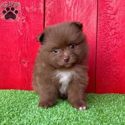 Pixie/Pomeranian									Puppy/Female	/6 Weeks,  Pixie is an adorable little chocolate purebred Akc registered Pomeranian puppy! She’s got the perfect white chest patch and some white on her toes! Great quality teddy bear face and thick coat! Family raised and well socialized! Up to date with all shots and dewormings! Comes with a health guarantee! Has been microchipped! Delivery available! Contact us today to get your new family member!