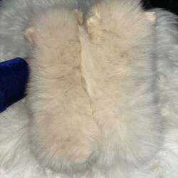 Doll Faced Teacup Sized Purebred Pomeranians /Pomeranian/Female/Younger Than Six Months,Hey everyone! We are excited to announce we have our Doll Faced Miniature Teacup Sized Purebred Pomeranians.These angels are bred with quality, perfectly healthy, very small sized and light weight parents ensuring that the puppies are guaranteed to grow up to be very tiny, small enough to fit in a handbag like their Mum. We anticipate their average weights to be between 1.5-2.5 kilograms as per previous litters in the past. Mum is only sitting at 2 kilograms where as dad is sitting at 3 kilograms as shown in photos.They were born on the 01st of May 2024 so that'll be the day to celebrate their little birthday 