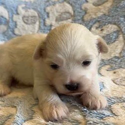 Maltese x Shih-Tzu puppy/Maltese Shih Tzu/Male/Younger Than Six Months,Maltese x Shih-Tzu puppy!!!1 white sweet little boy $1500. Beautiful white colour and sweet little personality. Born 5th of June ( 4 weeks old). Both mummy and daddy of this beautiful boy are my fur babies and are affectionate little lapdogs who love cuddles. Prior to going his forever home he will be fully vaccinated, wormed, microchiped and vet checked.BIN0012903180133Pm me for more details
