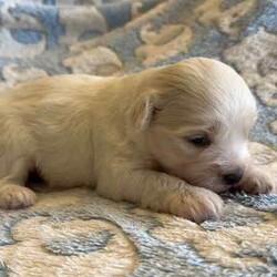 Maltese x Shih-Tzu puppy/Maltese Shih Tzu/Male/Younger Than Six Months,Maltese x Shih-Tzu puppy!!!1 white sweet little boy $1500. Beautiful white colour and sweet little personality. Born 5th of June ( 4 weeks old). Both mummy and daddy of this beautiful boy are my fur babies and are affectionate little lapdogs who love cuddles. Prior to going his forever home he will be fully vaccinated, wormed, microchiped and vet checked.BIN0012903180133Pm me for more details