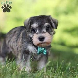 Barney/Miniature Schnauzer									Puppy/Male	/7 Weeks,Meet Barney, the epitome of charm and cuteness in the form of an AKC Miniature Schnauzer puppy! He is a delightful blend of energy, intelligence, and affection, ready to prance into your heart and home. His expressive eyes convey the joy and warmth he brings to every interaction. Raised with love and care, he is the perfect fit for families and individuals alike, ready to prance into your heart and home with a lineage that exemplifies excellence. As the day winds down he transform into a perfect little snuggle buddy. Highly intelligent and he quickly picks up on new thing this makes him easy to train. 