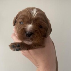 Beautiful health tested cavalier King Charles puppies/Cavalier King Charles spaniel/Mixed Litter/3 weeks,Only 2 puppies left to reserve


I am proud to announce Pippa and Ronnie’s absolutely perfect litter of cavalier King Charles puppies.
We have 4 Boys and
2 Girls.
Colours of litter are listed below:
1 Ruby boy Available 
1 Black and Tan girl available 

Price of puppies are £1600. Non negotiable!

Mum is Pippa my absolutely beautiful Blenheim Cavalier King Charles spaniel. She is extremely loving, calm and well behaved. She has been the perfect mum to these absolutely beautiful babies. Pippa was vet checked prior to mating and her eyes were clear, her heart was perfect and the vet commented on how perfect she was! Pippas parents were kc reg and health tested but Pippa is NOT KC. She is clear of health issues through perfect genetic parentage scores.
CC/DD: clear
EF : Clear
BVA EYE : Clear


Ronnie the beautiful black & tan Cavalier King Charles is a local stud we used, he is KENNEL CLUB REGISTERED and an absolute dream, he is health tested CLEAR for:
D/E - dry eye
C/C - curly coat
E/ F - episodic falling
His heart was tested by a vet and is perfect.
Ronnie has a placid gentle temperament which he will no doubt pass onto his progeny, this is paramount when producing puppies.


These pups will be brought up around 5 children ages from 2 years to 11 years. They will be socialised around visitors, other dogs, cats and will be used to all household noises. We will also condition these pups to the sound of bangs, fireworks and other loud noises.

We will also crate train puppies and will start toilet training outside.

All puppies will be health checked, microchipped and will have received initial first vaccinations. They will also leave with 5 weeks free insurance.

They will be completely weaned of mum and will come with food to take home.
Pups will also come with a starter pack to ease into the first week at home including a blanket with mum and siblings scent!

Deposit of £150 secures.
