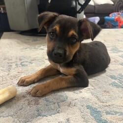 Adopt a dog:Stormi Malloy/Rottweiler/Female/Baby,This cutie is Stormi. She is currently 3 months old, and we think they may be a Rottweiler mix, but with rescue its a guess! What matters most is that they are adorable and are one the MOST desperate in the entire US based on statistics for where this puppy is from. Shelters in this area are having to euthanize puppies. So, this puppy needs you! If you choose a puppy from this rescue, it saves her life as well as the life of another in its place. 

Stormi is playful, sweet, curious, and cuddly. She loves to play and take lots of naps. Eat, sleep, play, repeat- such is puppy life! 

Stormi is still young so they will need a family that can commit to training, socialization and all the dedication puppyhood requires. Her new family will need to continue with potty and crate training and daily exercise. We require a commitment from adoptive families to crate train their new puppy. When old enough, they will be perfect to go on walks and hikes or show off around your neighborhood. 

You will be guaranteed to get lots of kisses in return from your new best friend!

Application link: https://adopt.animalsfirst.com/animal/62cc8e128b02916730334440/667512c7a5f0032cd3046029

Please email tim@threelittlepittiesrescue.org with any questions.

Available for adoption in NV, MT, CO,UT, ID, OR, WA, Canada, and now the East Coast! Our PNW dogs are brought to you in style by a beautiful USDA licensed semi-truck, equipped with air conditioning for comfort, two drivers, and 2 onboard attendants providing 24 hour care. Our East Coast route will travel in a private, air conditioned 3LP-run van transport. 
Pick up day is unforgettable! You will get to follow along on their journey through a private FB Event page, where you will see photos, have the opportunity to connect with other adopters, and receive updates and constant communication along the way. One of our Adoption Coordinators can help to find the closest transport pick up location to you!

The adoption fee is $825.00 and includes all vetting as recommended by our doctor: DAPP (2 to 4 depending on age and time in the program), Bordetella, Rabies vaccine (if old enough), multiple broad spectrum deworming treatments, spay/neuter, flea prevention, 2 months of heartworm preventative, extended medical such as dentals, eye surgeries, and orthopedic surgeries prior to adoption when suggested by our partner vets, a microchip with free lifetime registration, a high quality nylon Martingale collar for dogs over 4 months old, a health certificate deeming the pup healthy for travel, cost of transport*, and many priceless years of love and loyal companionship!

*WE ARE TOLD THAT WE GO ABOVE AND BEYOND MEDICALLY. This is the feedback we tend to get, although we cannot guarantee perfect health. 
*To fully vet a dog in the PNW or the NE at many vets it would be upwards of $1,800 just to fix, vaccinate, chip, etc. The adoption fees charged by our rescue do not cover our expenses medically for each animal, but we offset costs with donations. Your adoption fee is considered a donation towards actual costs.

Why adopt from Three Little Pitties?

The stray and animal overpopulation in the Greater Houston area is the highest in the nation. Statistics show that there are over 1 million homeless animals in this region alone. Three Little Pitties Rescue is a nonprofit dog and cat rescue that partners with the community to make a difference. Our mission is to reduce the homeless pet population through community outreach, free spay and neuter services, and saving all breeds of dogs and cats from the streets or animal shelters that oftentimes have no other option but to euthanize animals for space. This dog youve found online is lucky to be in our program, and even luckier to have you notice it!

Three Little Pitties wants to set you and your new pet up for success! We know our dogs and we work hard to prepare them socially for adoption. We are a network of dedicated people who are heavily invested in seeing our animals thrive. From the moment they are accepted into our program, our Intake, Behavior & Medical teams prepare them for adoption by properly vetting, behaviorally assessing, and providing customized plans depending on the dogs needs. We seek to adopt to families who understand that these are rescue dogs and will require continued training efforts, but will be well on their way to being the best dogs that they can be!

It doesnt stop there! Our adopters also receive these special perks:

 30 day trial of pet insurance with Trupanion (must register within 24 hours of first vet appt.)
 A free private online dog training session with GoodPup plus low pricing for future sessions (approx $25 weekly for an 8 week course of one session per week)
 One free bonus toy in every BarkBox when signing up for their Super Chewer subscription plan
 70% off of your first order of Fetch, a PNW based, organic fresh dog food loaf meal subscription plan
 Coupons for a fun visit to Petco 
 Access to our exclusive FB Adopters page, where you can network for play dates, resources, and connect with other adopters that share their passion for their adopted pup!

We celebrated our 6 year anniversary this year! Through the combined efforts of all of our hardworking staff and volunteers, we have placed over 12,000 very lucky dogs and cats into amazing homes! By adopting from us, you save TWO lives! The pet you adopt, and you create an opportunity for another animal to be saved in that spot. Together, we can be heroes.

Follow our rescue journey through the links below!

https://www.threelittlepittiesrescue.org/ https://www.facebook.com/threelittlepittiesrescue https://www.instagram.com/threelittlepittiesrescue

*Due to the rising cost of fuel and transportation expenses, there will be an additional $74 surcharge for transport.

DISCLAIMER- Breed type is determined based on general appearance and behavioral characteristics, and cannot be guaranteed unless DNA test results or AKC registration were provided at intake.