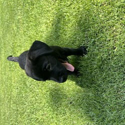 Adopt a dog:Seamus/Labrador Retriever/Male/Baby,Seamus!! One of our Adorable lab / cane corso pups ! These babies will be big since they we like 16 lbs at 8 weeks old ! They will be ready mid July!! Very sweet and well socialized with kids, cats and dogs too! If you love big loving sweet pups / dogs one of this litter is for you! To apply please visit www.straynetwork.org