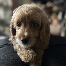 Adopt a dog:ALiberty/Cockapoo/Male/Baby,MEET LIBERTY!  HE IS A SUPER SWEET COCKAPOO PUPPY!  He is 10weeks old and really a great little dog!  He plays well with all the dogs and has all the shots (bordatella, distemper) and wormer he is suppose to have to date!  He is already microchipped and In a couple of weeks he will need to be returned to be neutered, get his last distemper and rabies shot.  He will NOT last!  Apply immediately as we want them in adoptive homes right away.

ADOPTION  links: please don’t do on a mobile device!  Must be completed on a computer/ipad

https://www.adore-a-bullie.org/adopt-a-dog